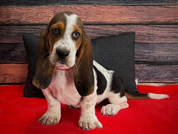 Basset Hound-DOG-Female-Black Tan / White-25242-Petland Scottsdale, Arizona