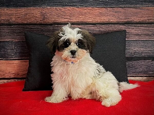 Bichon Frise/Shih Tzu-Dog-Male-Gold and White-25231-Petland Scottsdale, Arizona