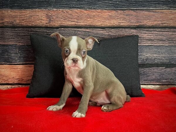 Boston Terrier-DOG-Male-Champagne-25239-Petland Scottsdale, Arizona