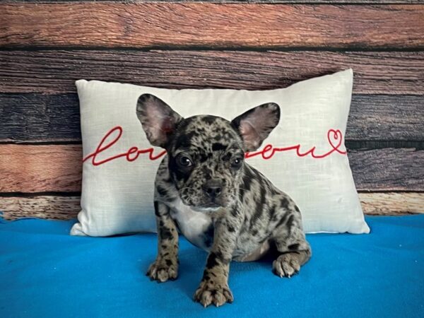 Boston Terrier/French Bulldog-DOG-Female-Merle-25250-Petland Scottsdale, Arizona