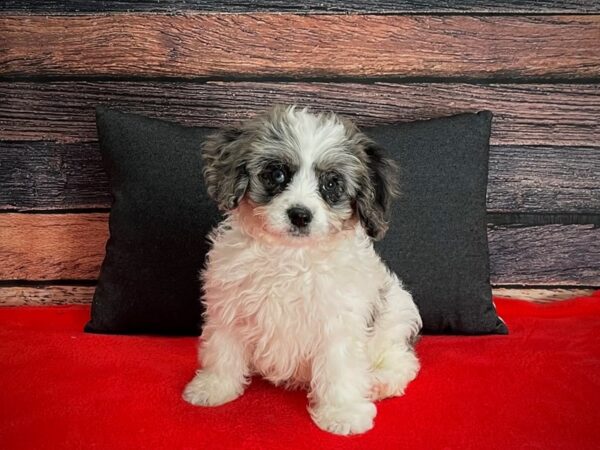 Cavalier King Charles Spaniel/Poodle-DOG-Female-White / Blue Merle-25258-Petland Scottsdale, Arizona