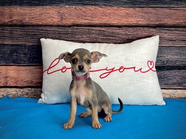 Chihuahua-DOG-Female-Blue and Tan-25240-Petland Scottsdale, Arizona