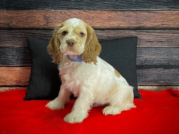 Cocker Spaniel-DOG-Male-Buff and White-25241-Petland Scottsdale, Arizona