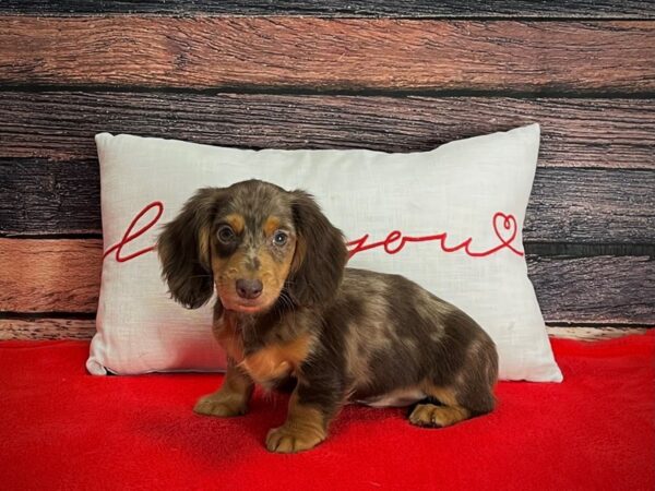 Dachshund-DOG-Male-Chocolate / Tan-25254-Petland Scottsdale, Arizona