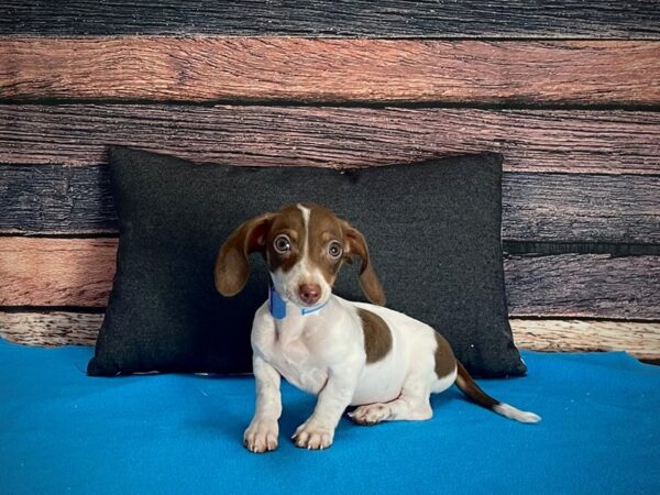 Dachshund-DOG-Male-Chocolate-25243-Petland Scottsdale, Arizona