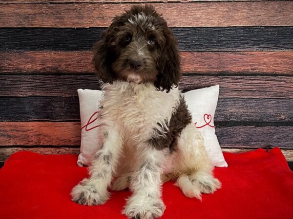 F1B Newfypoo-DOG-Female-White / Chocolate-25257-Petland Scottsdale, Arizona