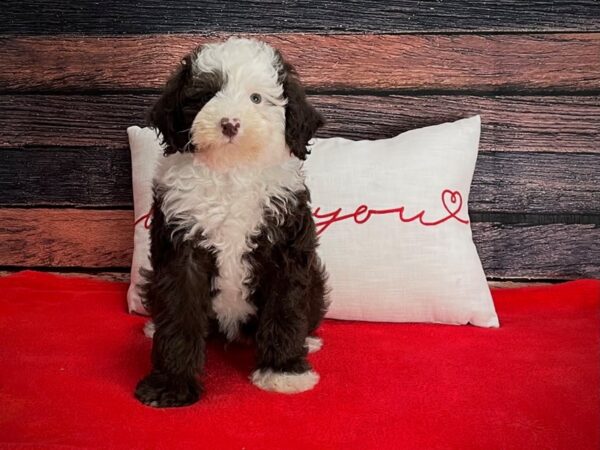 F2 Mini Sheepadoodle-DOG-Male-Chocolate-25259-Petland Scottsdale, Arizona
