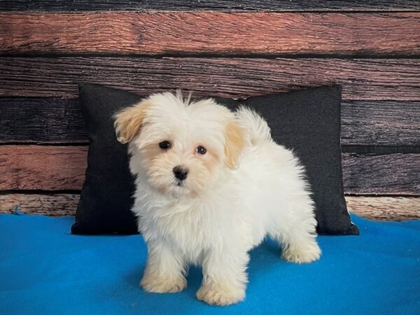 Havanese-DOG-Female-White-25235-Petland Scottsdale, Arizona