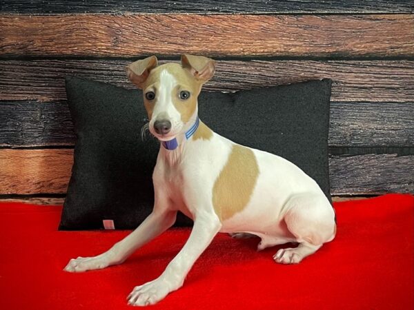 Italian Greyhound-DOG-Male-White / Fawn-25255-Petland Scottsdale, Arizona