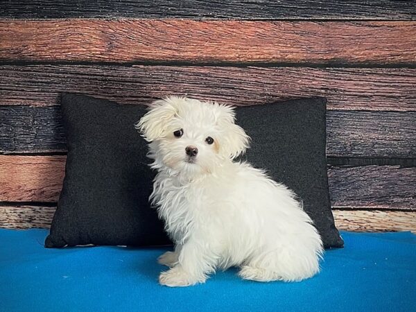Maltese-Dog-Female-White-25244-Petland Scottsdale, Arizona