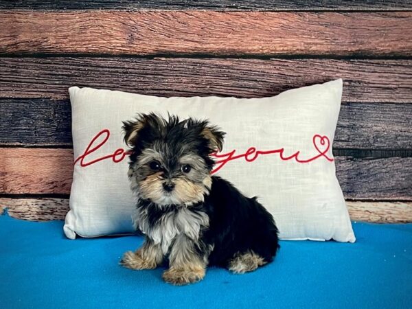 Maltese/Yorkshire Terrier-DOG-Female-Black / Tan-25251-Petland Scottsdale, Arizona