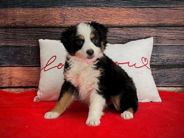 Miniature Australian Shepherd-DOG-Female-Black White and Brown-25234-Petland Scottsdale, Arizona