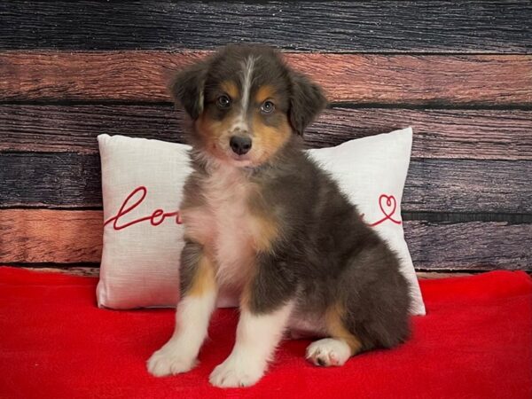 Miniature Australian Shepherd-Dog-Male-Blue-25252-Petland Scottsdale, Arizona