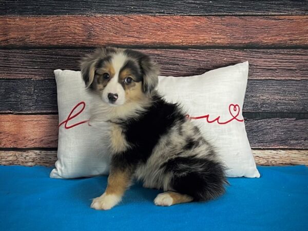 Miniature Australian Shepherd-DOG-Female-Blue Merle-25248-Petland Scottsdale, Arizona