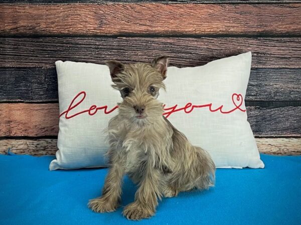 Miniature Schnauzer-DOG-Female-Merle-25238-Petland Scottsdale, Arizona
