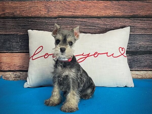 Miniature Schnauzer-DOG-Female-Salt / Pepper-25249-Petland Scottsdale, Arizona