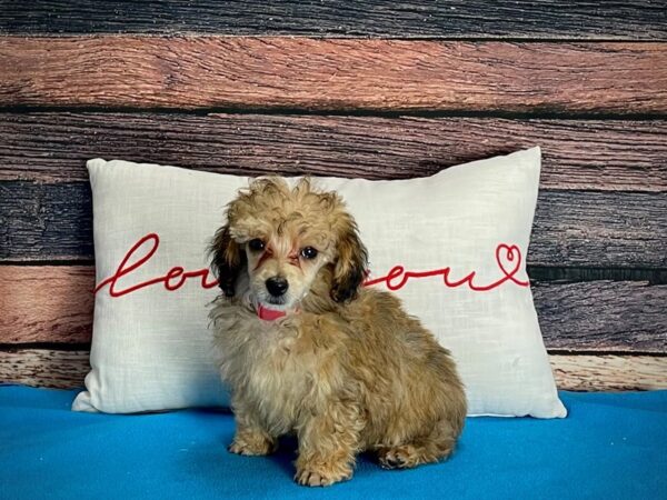 Poodle-DOG-Female-Sable-25245-Petland Scottsdale, Arizona