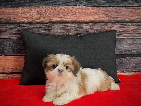 Shih Tzu-DOG-Female-White / Lavender-25256-Petland Scottsdale, Arizona
