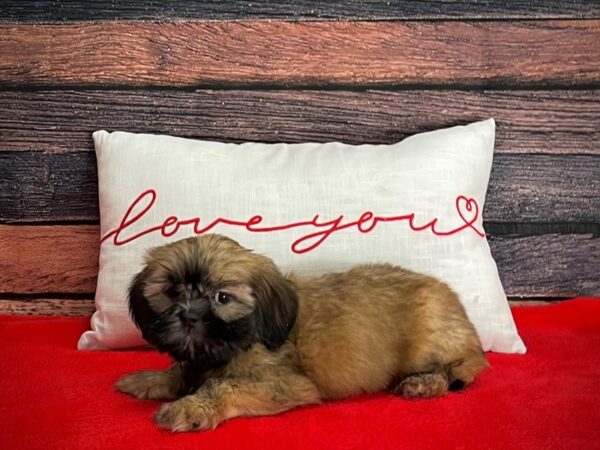 Shih Tzu-DOG-Male-Gold-25260-Petland Scottsdale, Arizona