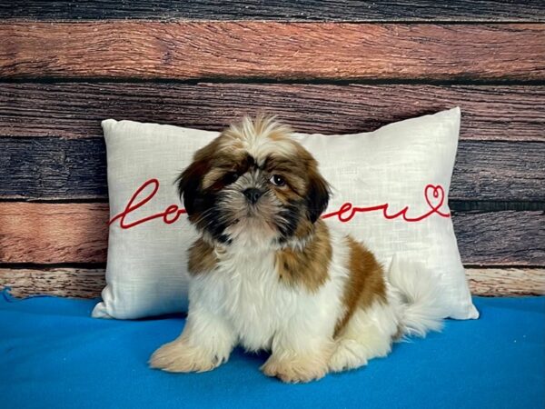 Shih Tzu-DOG-Male-Gold / White-25246-Petland Scottsdale, Arizona