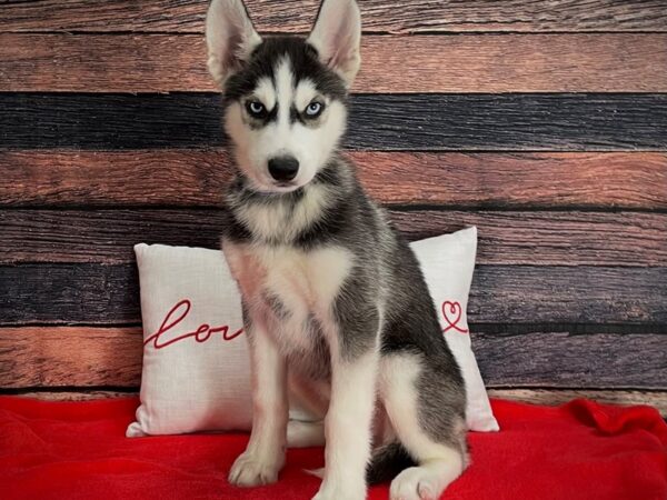 Siberian Husky-Dog-Male-Black Grey and White-25236-Petland Scottsdale, Arizona