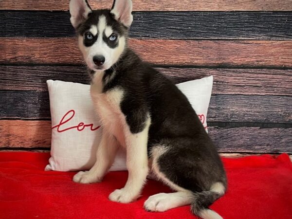 Siberian Husky-Dog-Male-Black / White-25247-Petland Scottsdale, Arizona