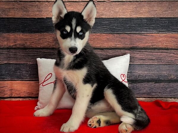 Siberian Husky-DOG-Female-Black and White-25237-Petland Scottsdale, Arizona