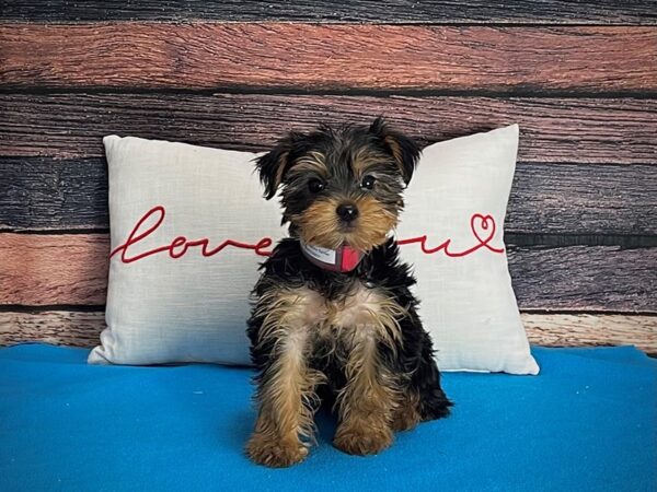 Yorkshire Terrier-Dog-Female-Black and Tan-25233-Petland Scottsdale, Arizona