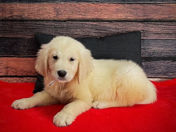 English Cream Golden Retriever-DOG-Male-CREAM-25263-Petland Scottsdale, Arizona