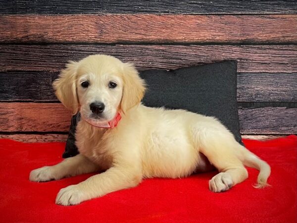 English Cream Golden Retriever-DOG-Female-CREAM-25264-Petland Scottsdale, Arizona