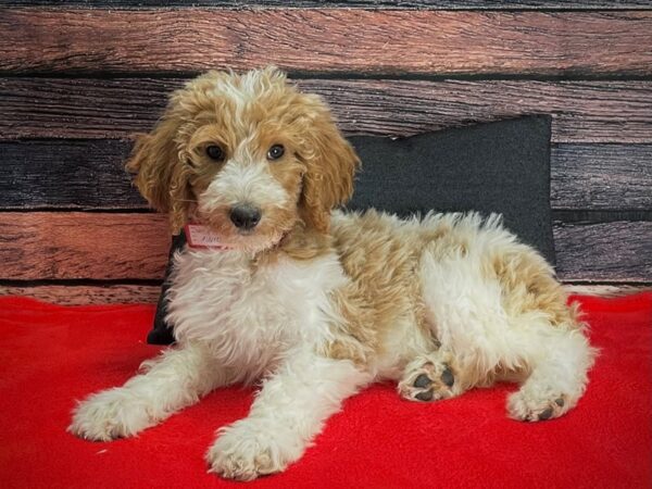 F1B Goldendoodle-DOG-Female-Golden-25265-Petland Scottsdale, Arizona