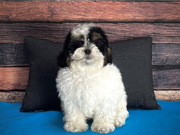 Poodle/Shih Tzu-DOG-Male--25261-Petland Scottsdale, Arizona