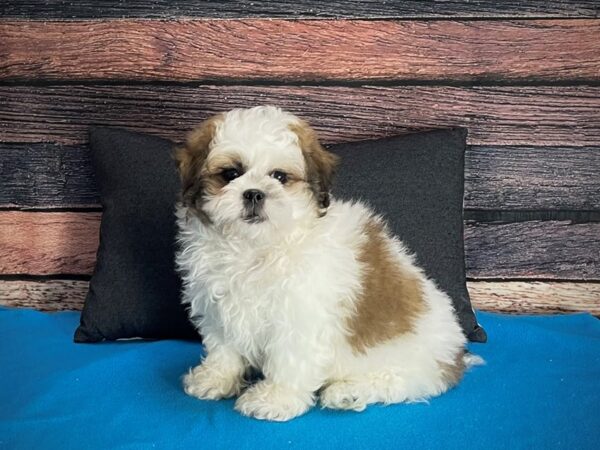 Poodle/Shih Tzu-DOG-Male--25262-Petland Scottsdale, Arizona
