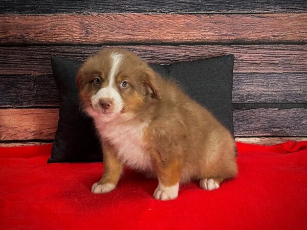 Miniature Australian Shepherd-DOG-Female-Chocolate / Tan-25253-Petland Scottsdale, Arizona