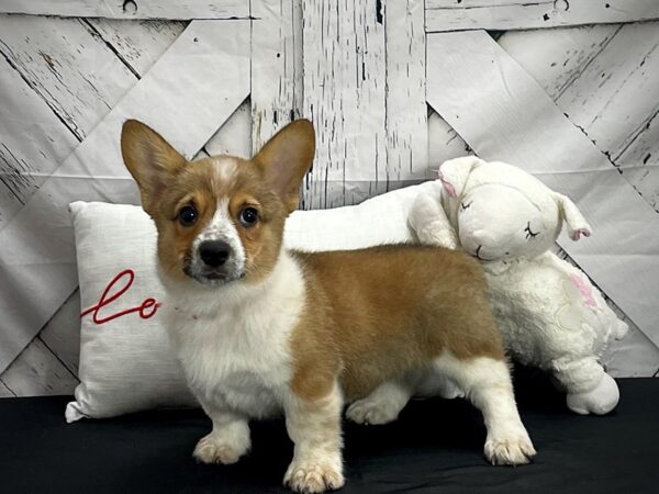 Australian Cattle Dog/Pembroke Welsh Corgi-DOG-Female-Red / White-25296-Petland Scottsdale, Arizona