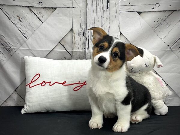 Australian Cattle Dog/Pembroke Welsh Corgi-DOG-Male-Black Tan / White-25297-Petland Scottsdale, Arizona