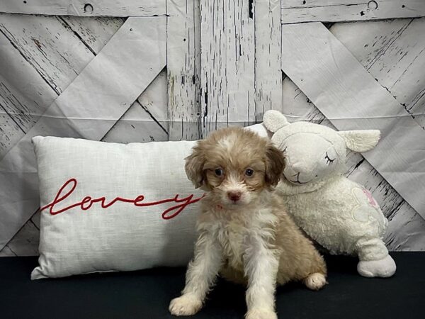 Australian Shepherd/Poodle-DOG-Female-Chocolate Merle-25295-Petland Scottsdale, Arizona
