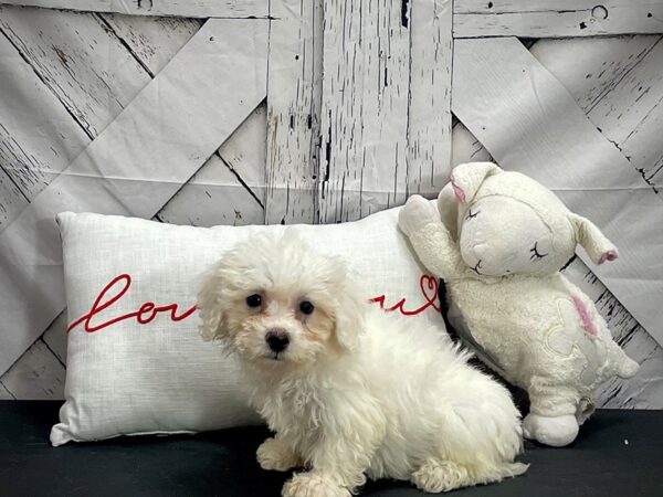 Bichon Frise-Dog-Female-White-25275-Petland Scottsdale, Arizona