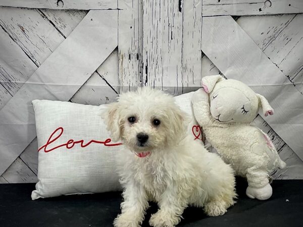 Bichon Frise-DOG-Female-White-25276-Petland Scottsdale, Arizona