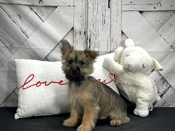 Cairn Terrier-DOG-Male-Wheaten-25282-Petland Scottsdale, Arizona