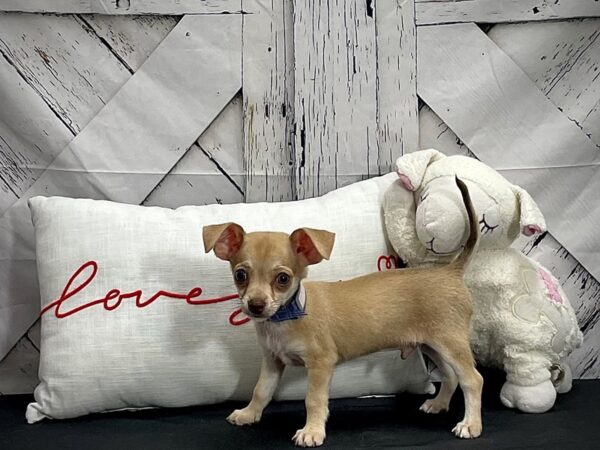 Chihuahua-DOG-Male-Fawn-25277-Petland Scottsdale, Arizona
