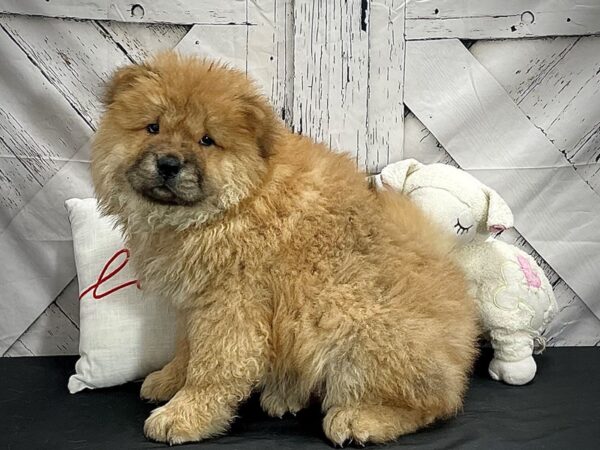 Chow Chow-DOG-Female-Cinnamon-25278-Petland Scottsdale, Arizona