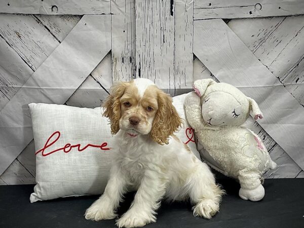 Cocker Spaniel-DOG-Female-Buff and White-25279-Petland Scottsdale, Arizona
