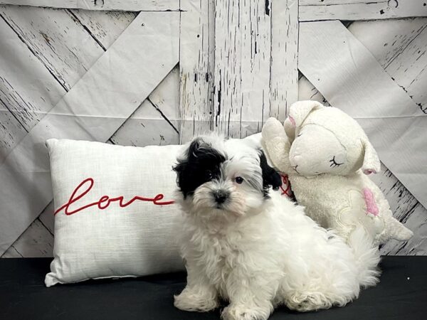 Coton De Tulear-DOG-Female-White and Black-25299-Petland Scottsdale, Arizona