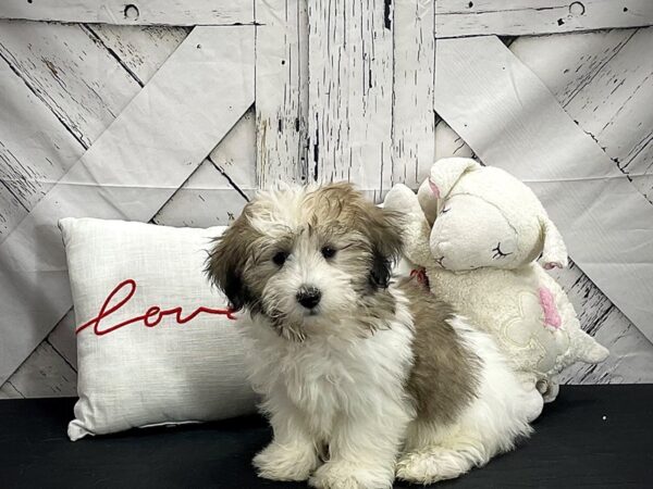 Coton De Tulear-Dog-Male-Golden-25290-Petland Scottsdale, Arizona