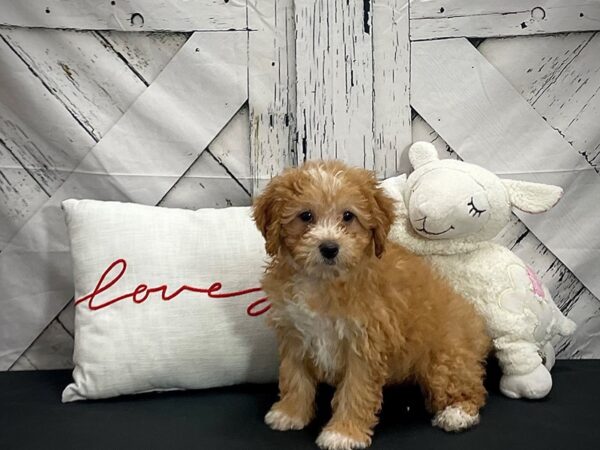 F1B Yorkie Poo-DOG-Female-Apricot-25298-Petland Scottsdale, Arizona