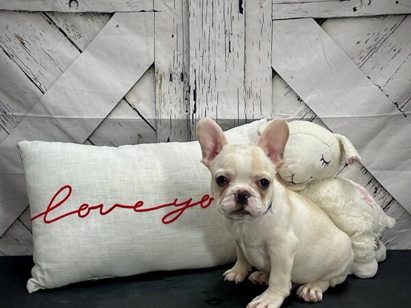 French Bulldog-DOG-Male-Fawn-25274-Petland Scottsdale, Arizona