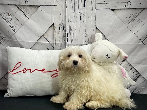 Havanese-Dog-Male-White / Cream-25284-Petland Scottsdale, Arizona