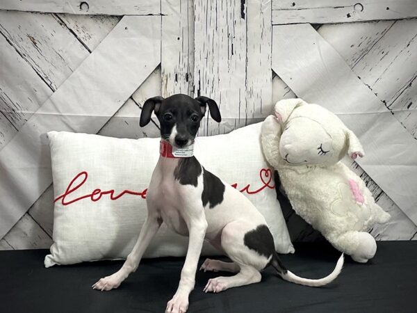 Italian Greyhound-Dog-Female-White / Seal-25285-Petland Scottsdale, Arizona