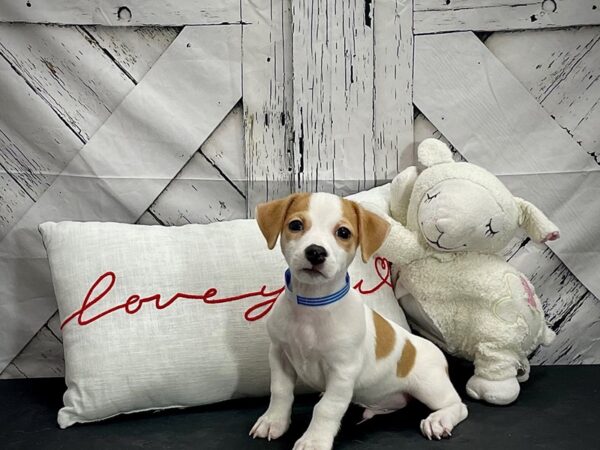 Jack Russell Terrier-DOG-Male-White / Red-25292-Petland Scottsdale, Arizona